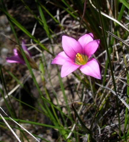 Romulea camerooniana flower